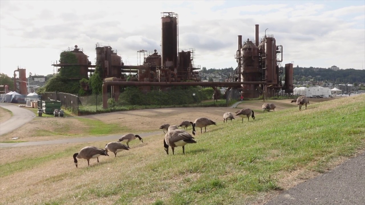 加拿大鹅在西雅图的煤气厂公园散步视频下载