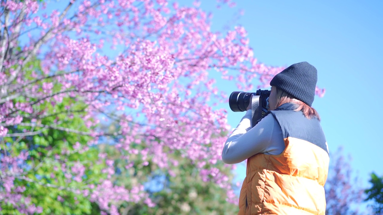 快乐的游客与野生喜马拉雅樱花在Naree Inthanon鞋兰花保护中心在Doi Inthanon清迈省，泰国。视频下载