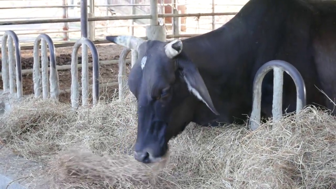 在农场里吃干草的牛。视频下载