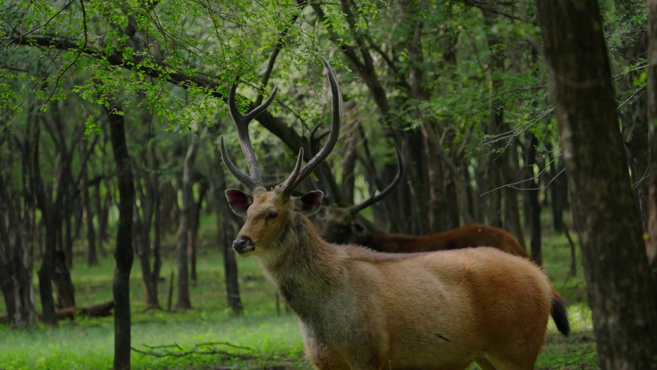 雄性黑鹿在吃树叶视频素材