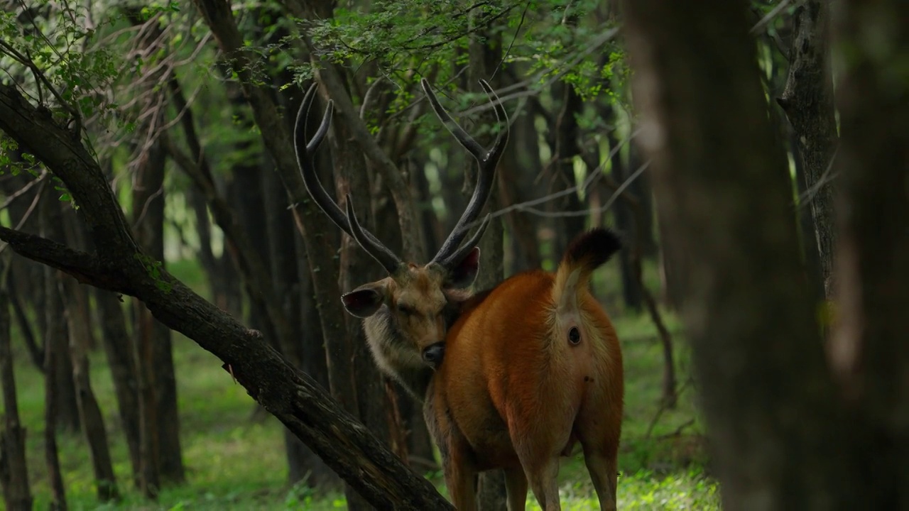 雄性黑鹿在吃树叶视频素材