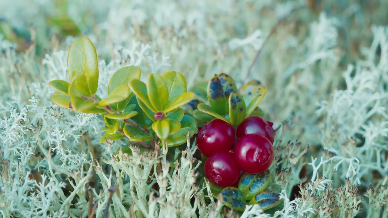 北极浆果极端宏观。一位妇女在野生的北极地区采摘成熟的浆果(越桔)视频下载