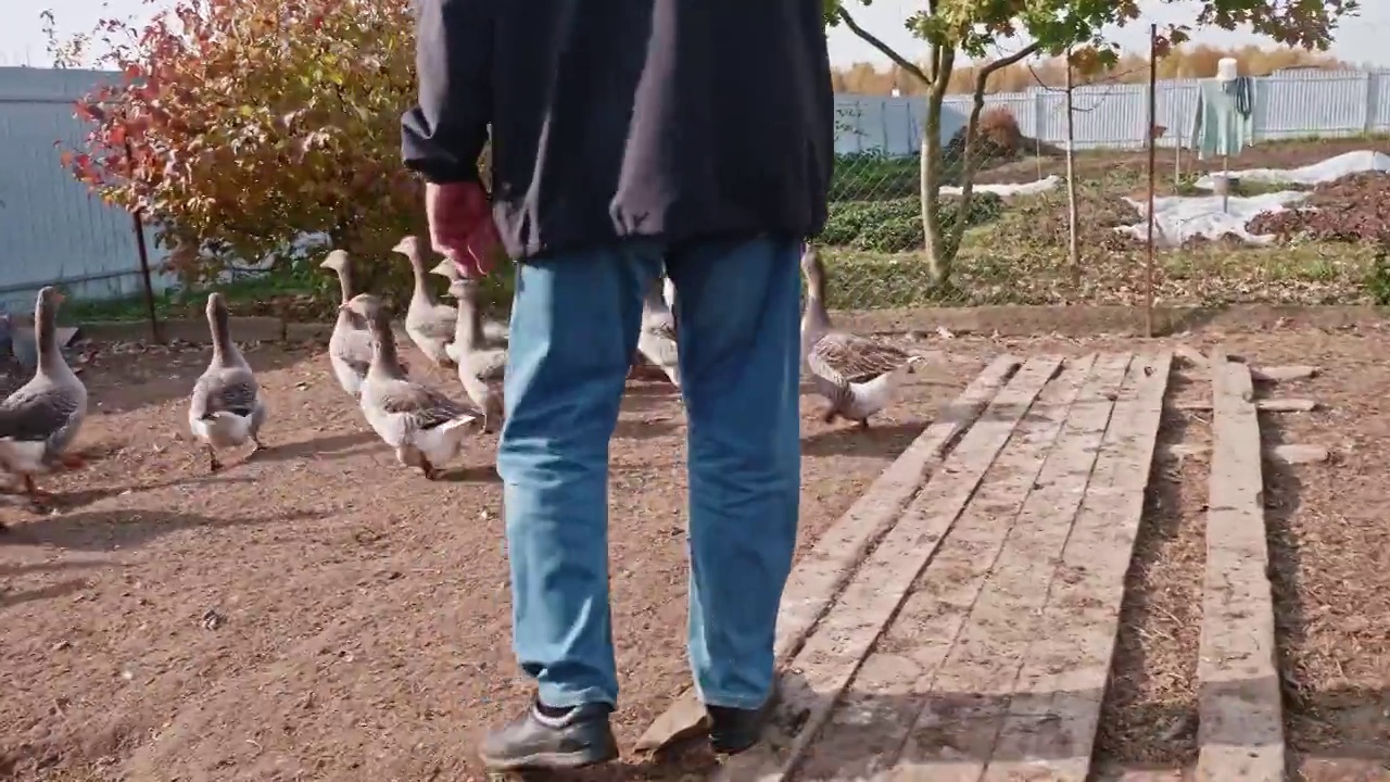 鹅在后院散步。好鸟服从它们的主人。视频下载