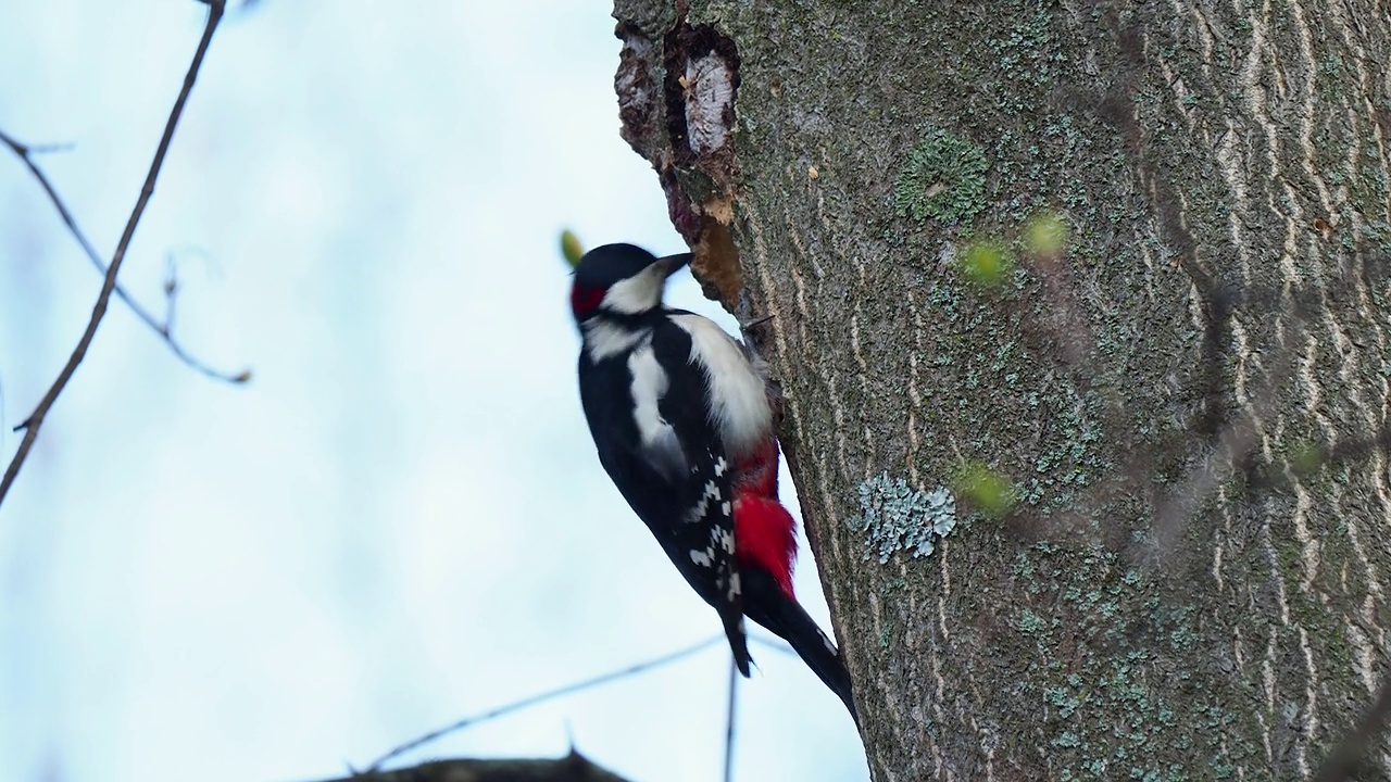大斑点啄木鸟在春天公园的树皮上筑巢视频下载