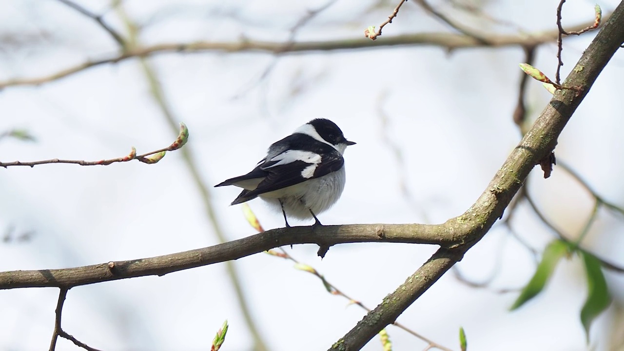 黑色和白色的小大鸟栖息在树枝上唱歌视频素材
