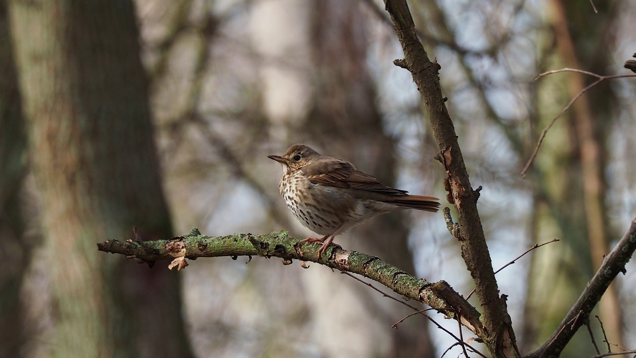 春天风大的时候，毛茸茸的小鸟坐在干燥的树枝上视频素材