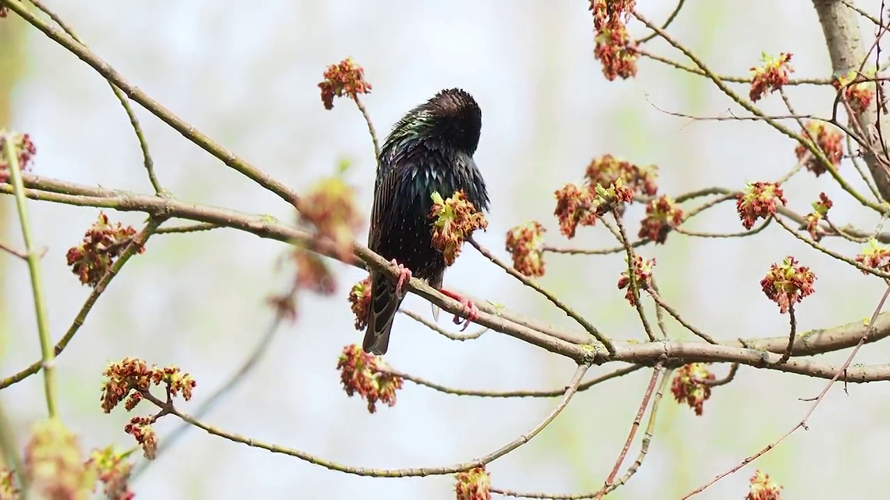 春天，一只美丽的鸟栖息在整理树枝上视频素材