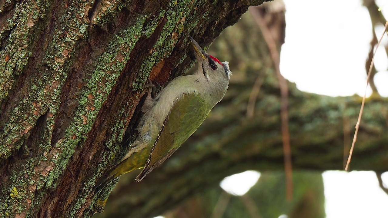 近景灰头啄木鸟在春天公园的树皮上筑巢视频下载