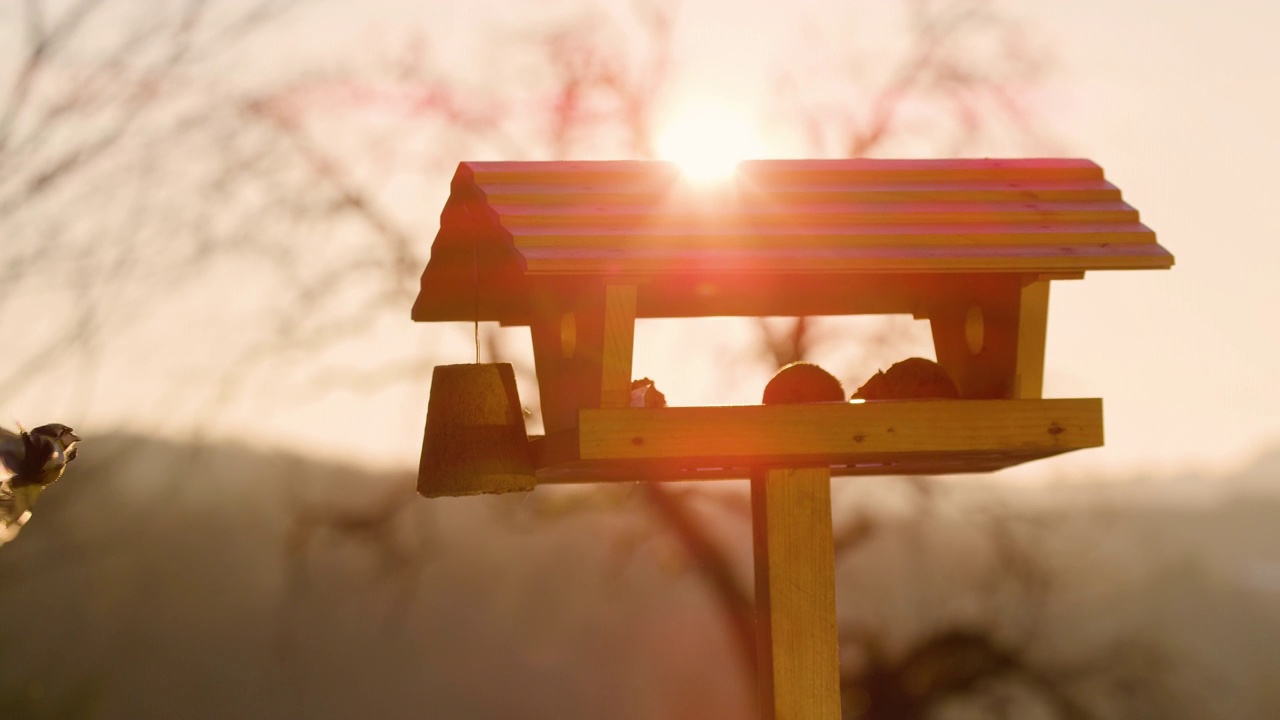 镜头光斑:山雀落在了挂在鸟屋旁边的鸟食上。视频素材