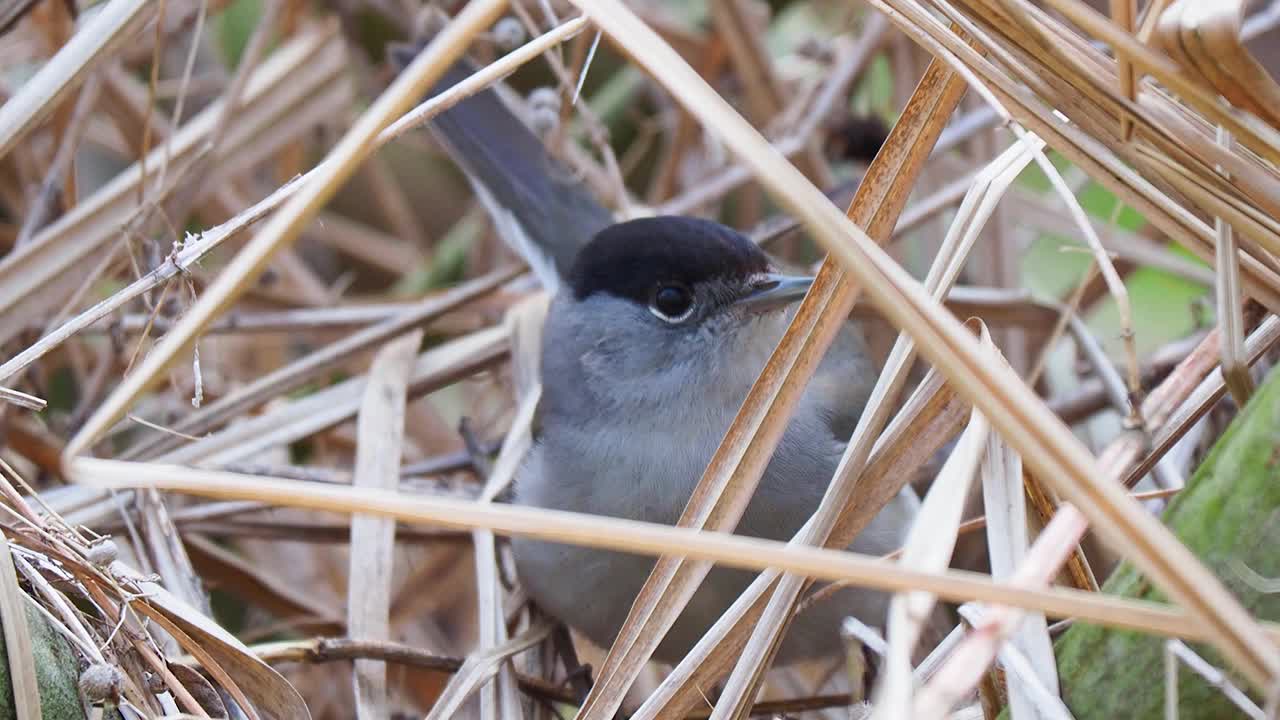 带着黑帽子的灰色小鸟栖息在干草地上。带声音的特写视频视频素材