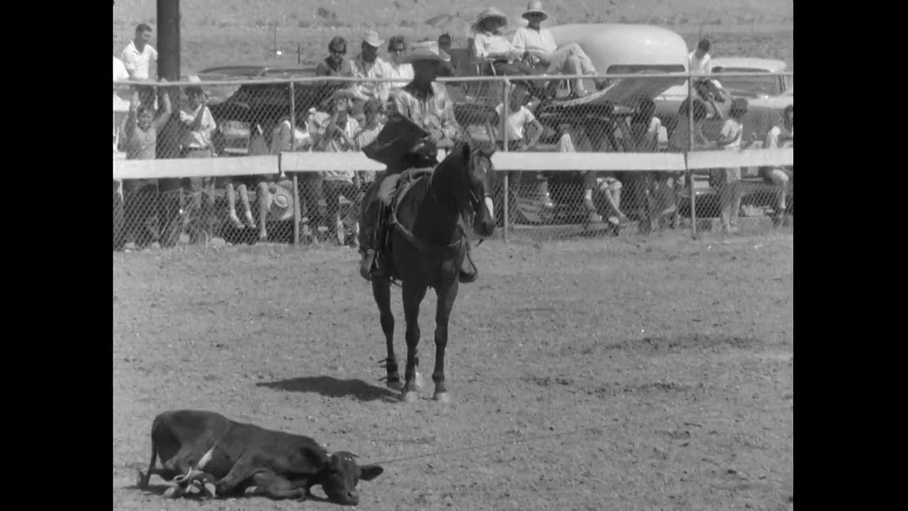 在德克萨斯州的牛仔竞技会上，一只牛犊被一名男子用套索套住;1961视频素材