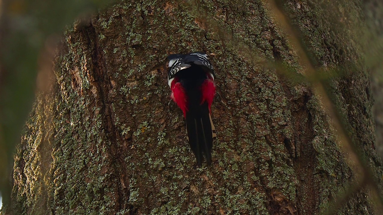 大斑点啄木鸟的后视图在树皮上做一个洞筑巢视频下载