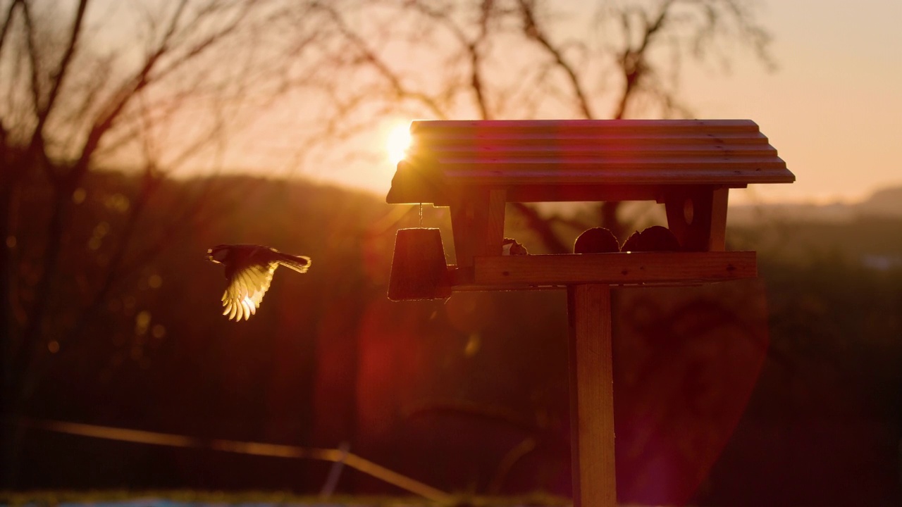 近景:在一个阳光明媚的夜晚，一只鸟从装满饲料的鸟舍飞走。视频素材
