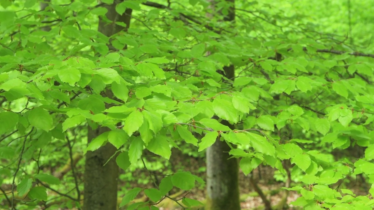 欧洲山毛榉或山毛榉(Fagus sylvatica)树的重要绿叶。法兰克尼亚,巴伐利亚,德国。视频素材