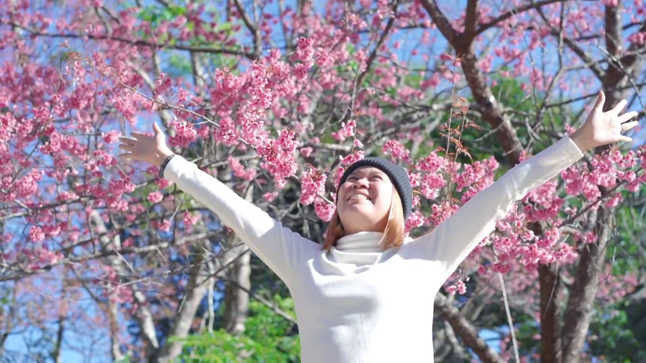 快乐的游客与野生喜马拉雅樱花在Naree Inthanon鞋兰花保护中心在Doi Inthanon清迈省，泰国。视频下载