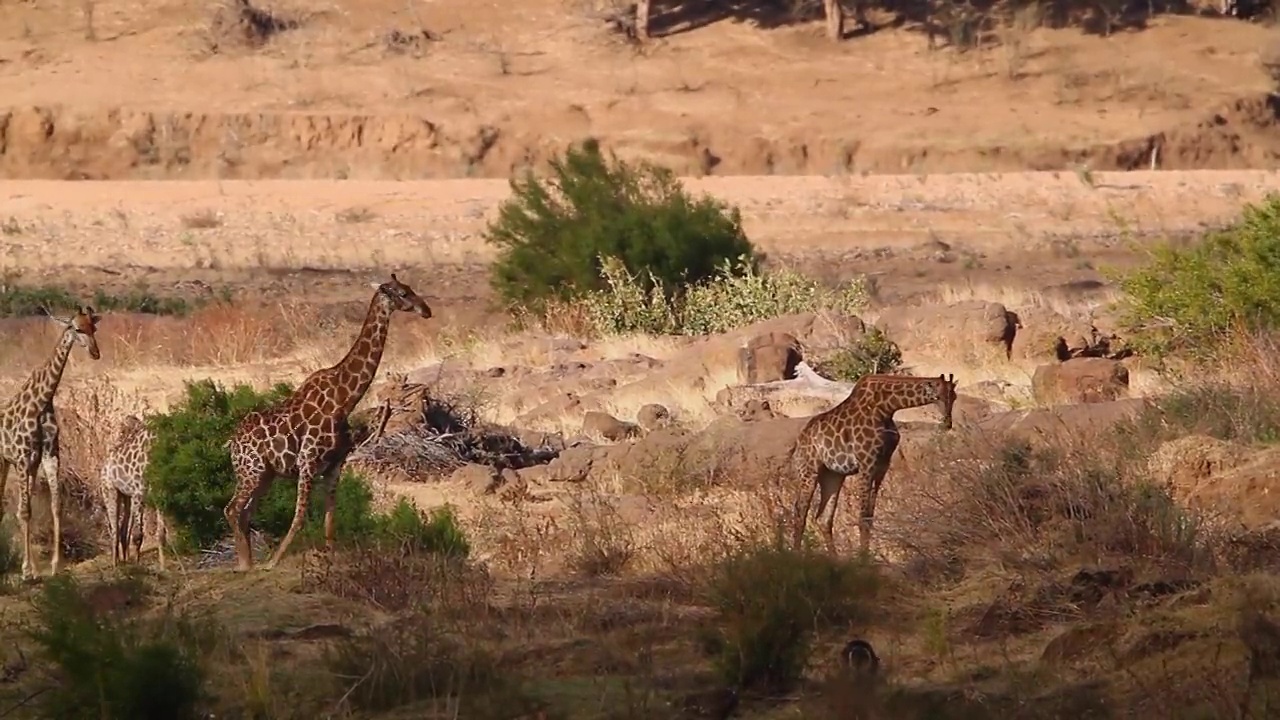 南非克鲁格国家公园的长颈鹿视频素材