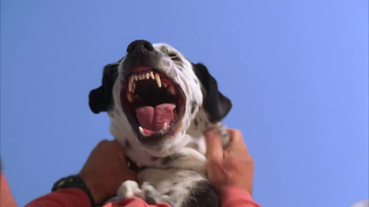 狗露出牙齿，咆哮着攻击人的特写镜头。特技。视频下载