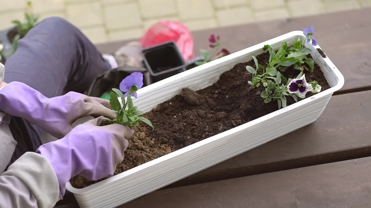 园丁们在花盆里用泥土或土壤种植紫罗兰花，形成一个美丽的组合。园艺的概念视频素材