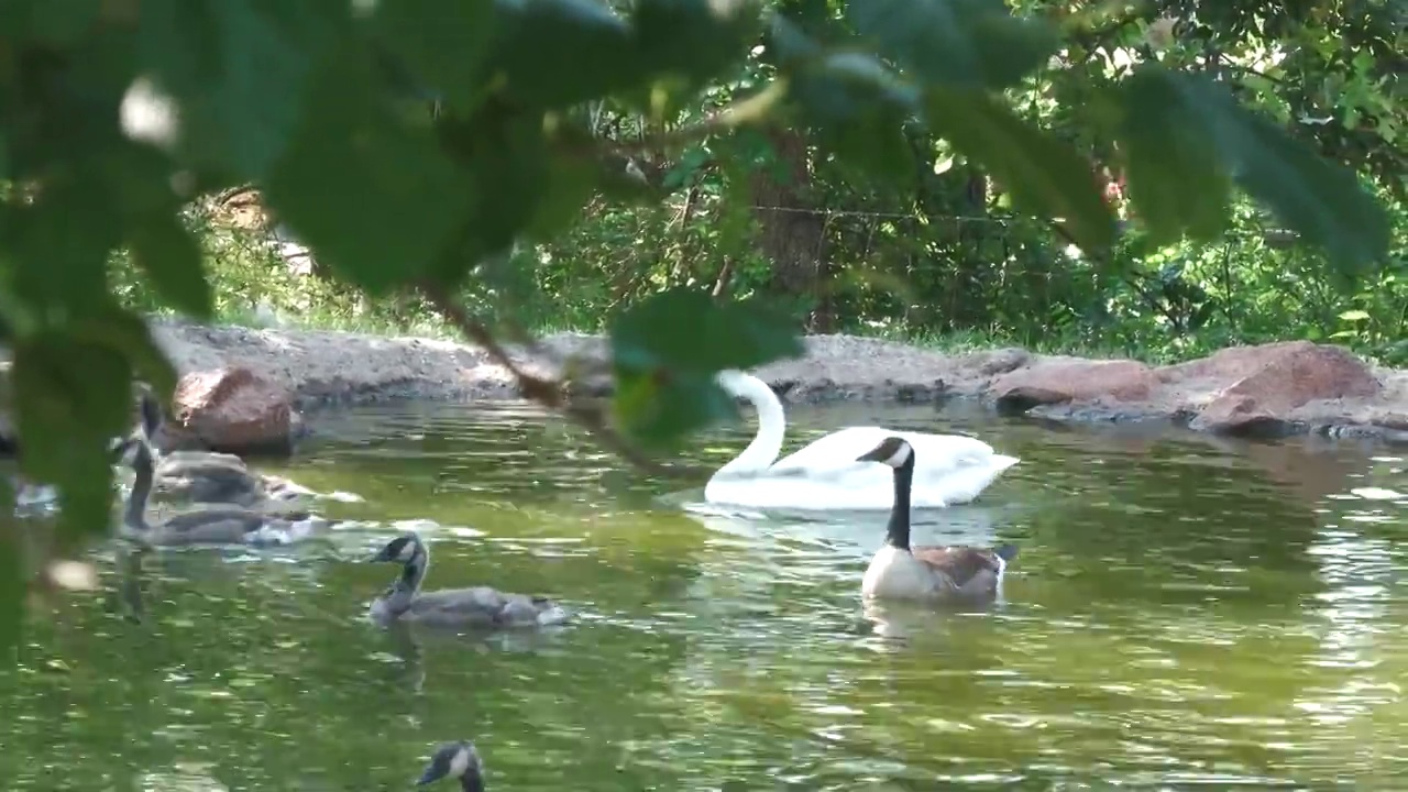 小池塘里的白天鹅和鸭子，前景是模糊的树叶视频素材