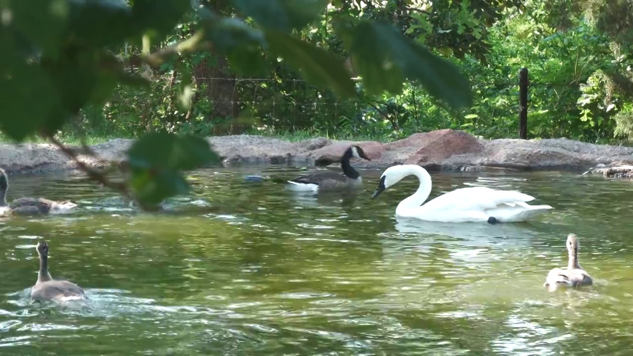 白天鹅在小池塘里游泳和鸭子玩耍视频素材