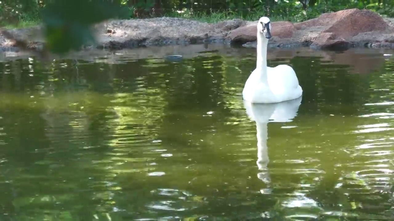 池塘里的白天鹅倒映在水面上视频素材