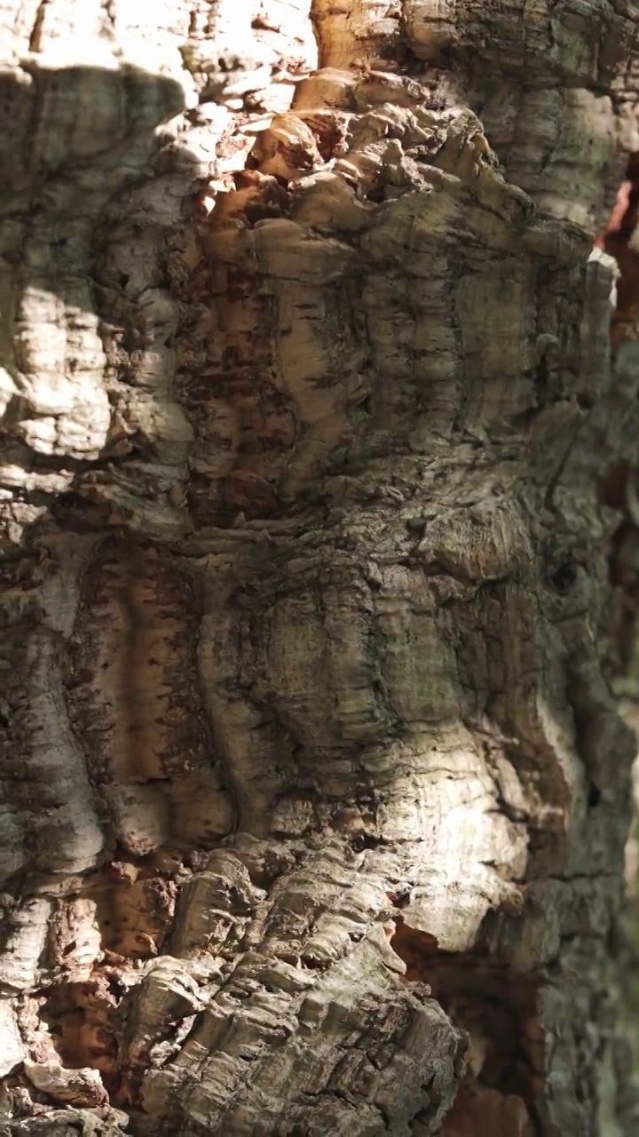 栎(栓皮栎)表面有阳光照射视频下载