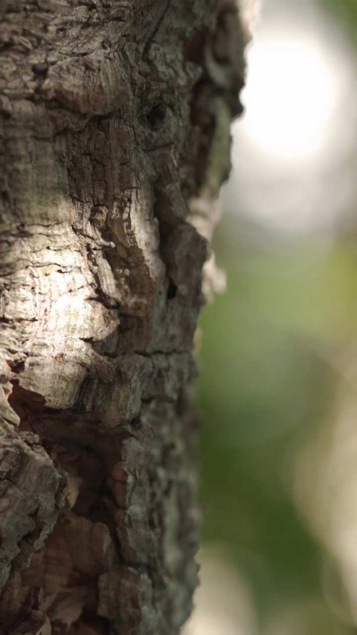 栎(栓皮栎)表面有阳光照射视频下载