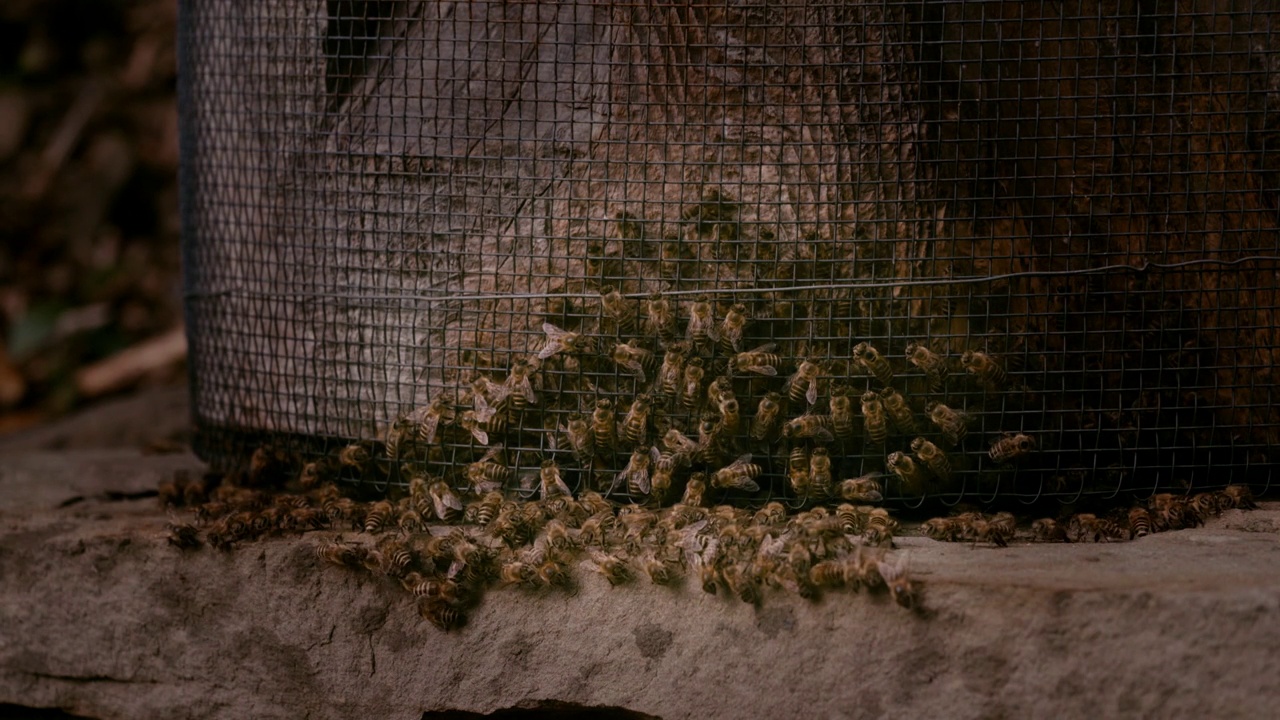 蜂巢里的蜜蜂，日本对马岛视频下载