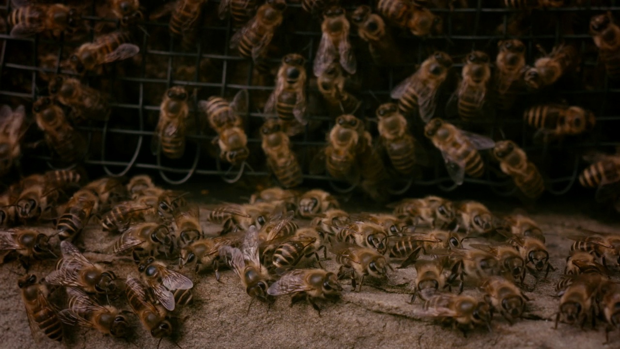 CU，蜂巢里的蜜蜂，对马岛，日本视频下载
