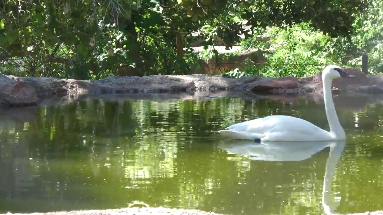白天鹅在池塘里游泳，倒影在水中视频素材