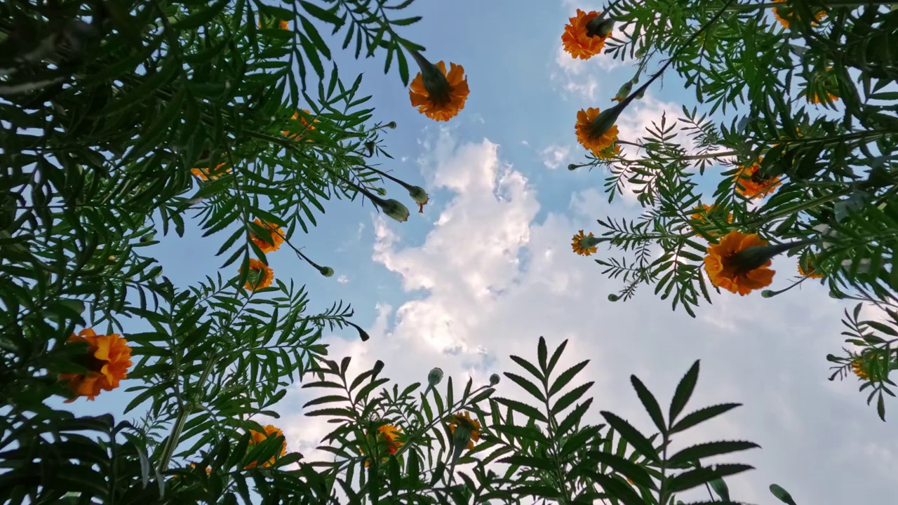 美丽的花朵和天空的背景。视频下载