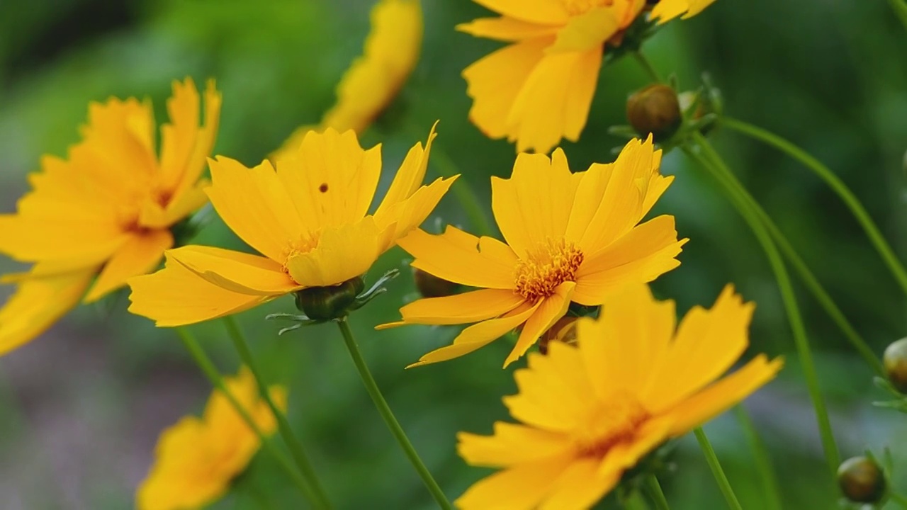 黄色的雏菊花在微风中轻轻摇曳视频素材