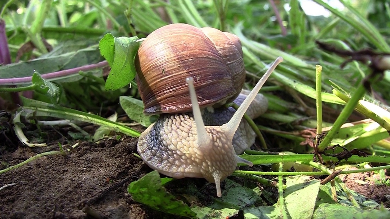 带壳的花园蜗牛在高高的草丛中回到地球视频下载