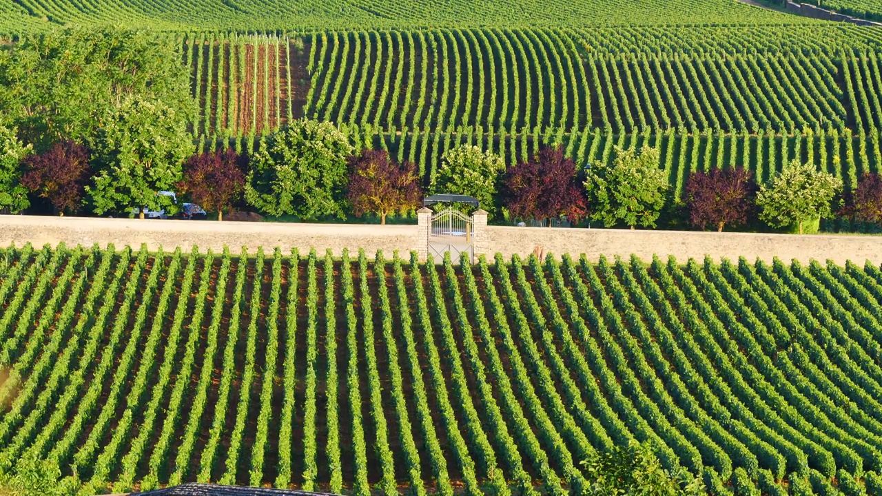 绿色葡萄园。法国波马葡萄酒产区视频素材
