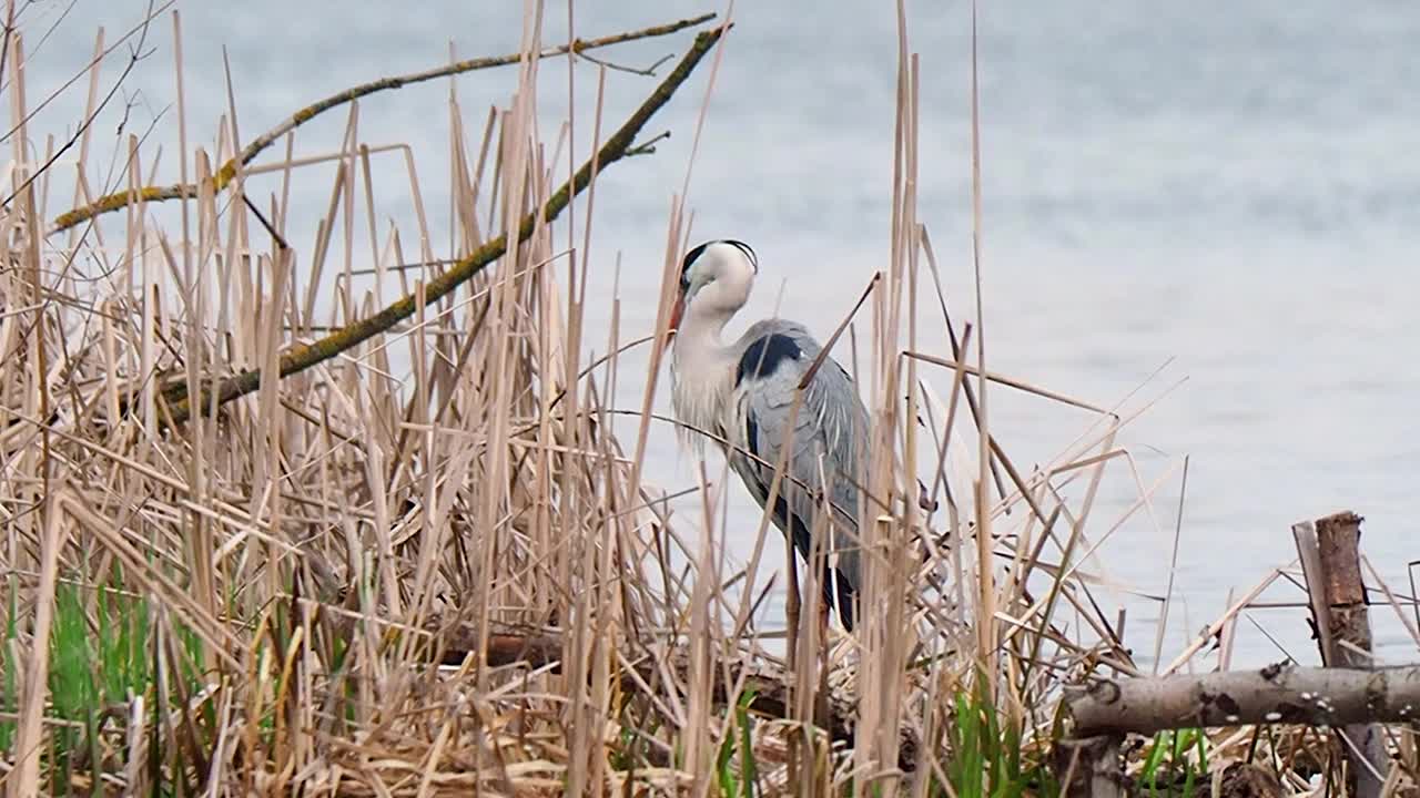 灰鹭和大白鹭在干涸的芦苇湖视频下载