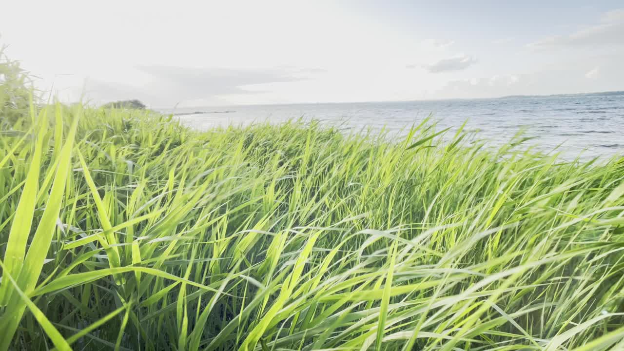 田园诗般的芦苇草在海上的风在夏天视频下载
