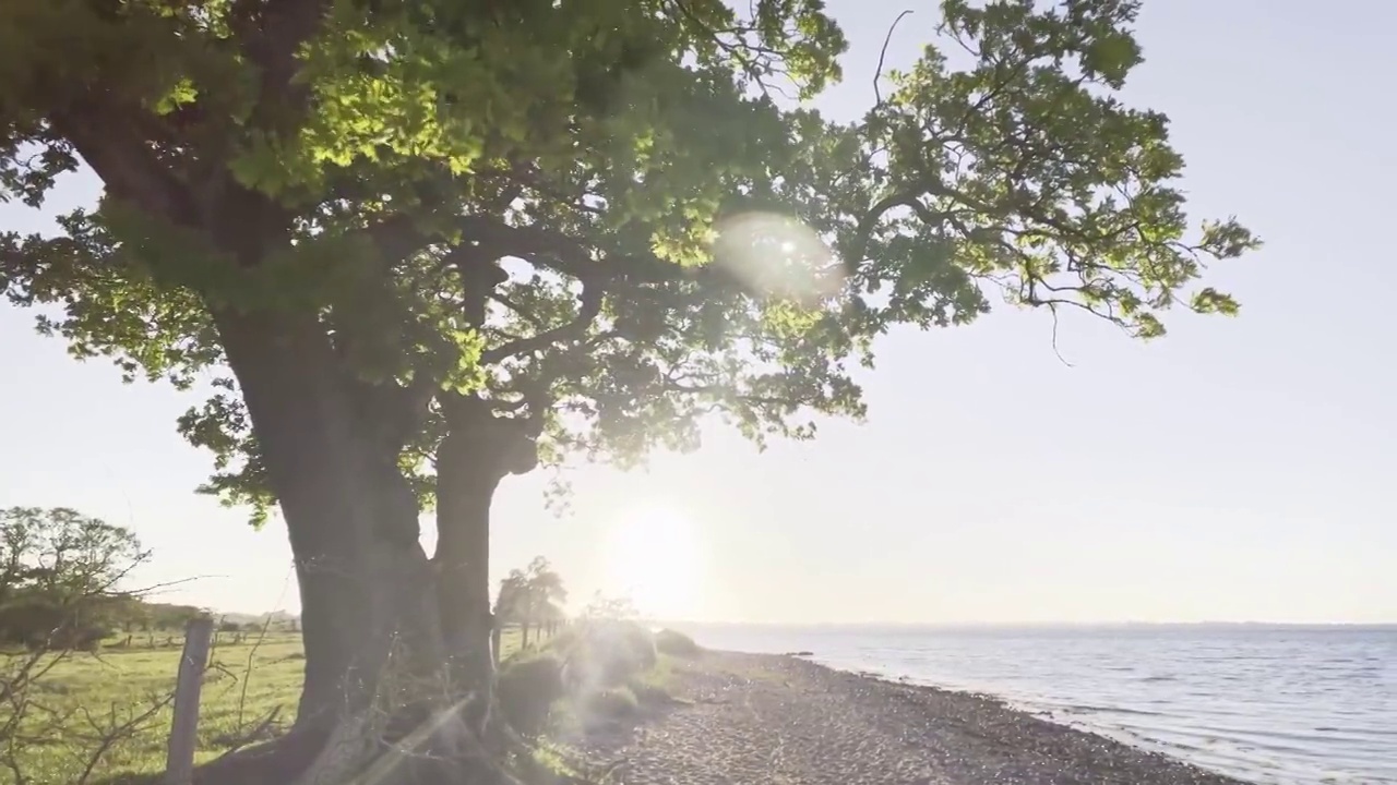 在海滩上散步，去海边一棵田园诗般的橡树视频素材