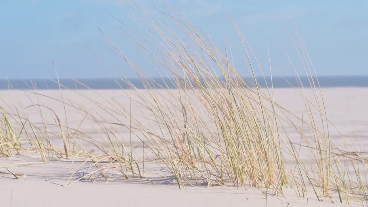 海滩沙丘上的马拉姆海滩草视频下载