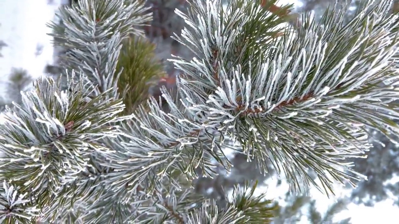 冰雪覆盖的冬季松树林。密密麻麻覆盖着霜的松枝。垂直视频格式视频素材