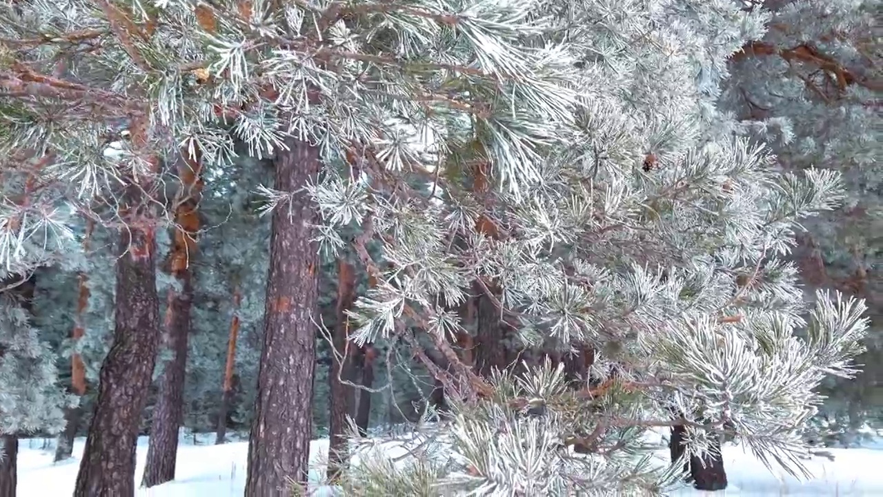冰雪覆盖的冬季松树林。密密麻麻覆盖着霜的松枝视频素材