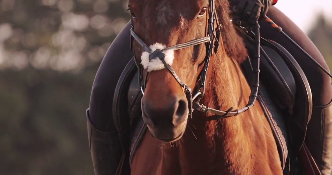 马术运动，骑师骑着马在沙地上奔跑视频下载