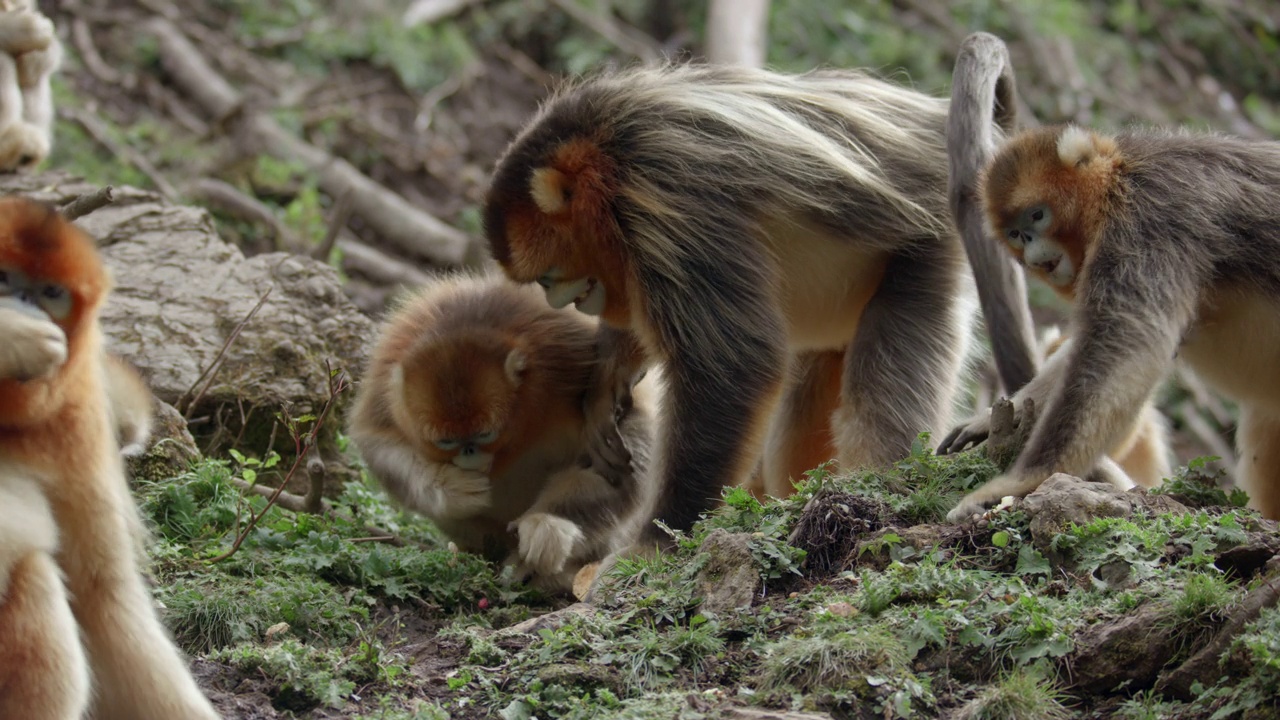 金丝猴在大自然中进食视频下载