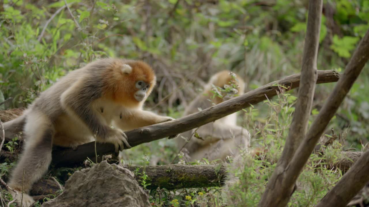 金丝猴在森林里打架视频素材