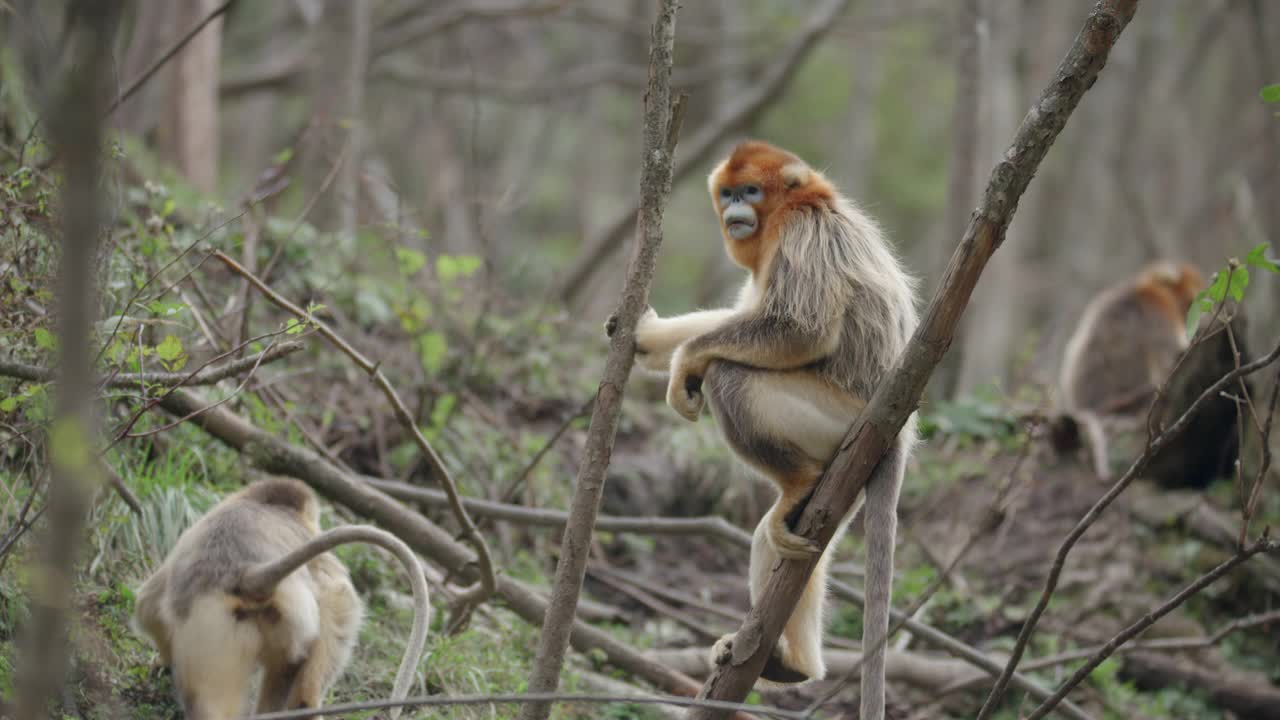 森林里的金丝猴视频素材