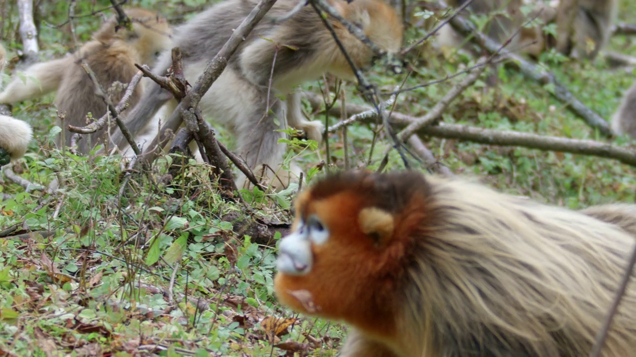 金丝猴在大自然中战斗视频下载