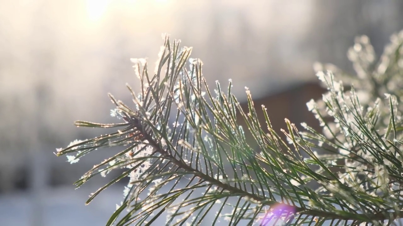 近距离观看美丽的绿色树枝的圣诞节新鲜的松树覆盖着霜白色的雪。阳光明媚的冬季森林景观。蓝色和黄色的天空。日落，4k库存视频素材。视频下载