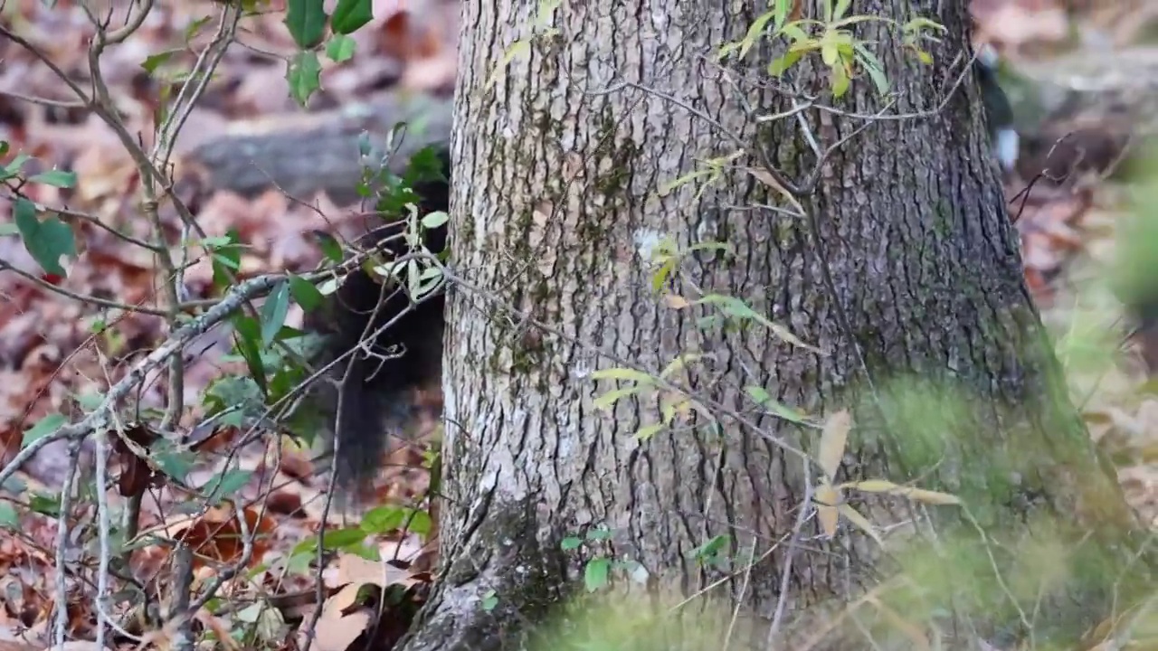 两只狐狸松鼠在一棵大树下追逐视频素材