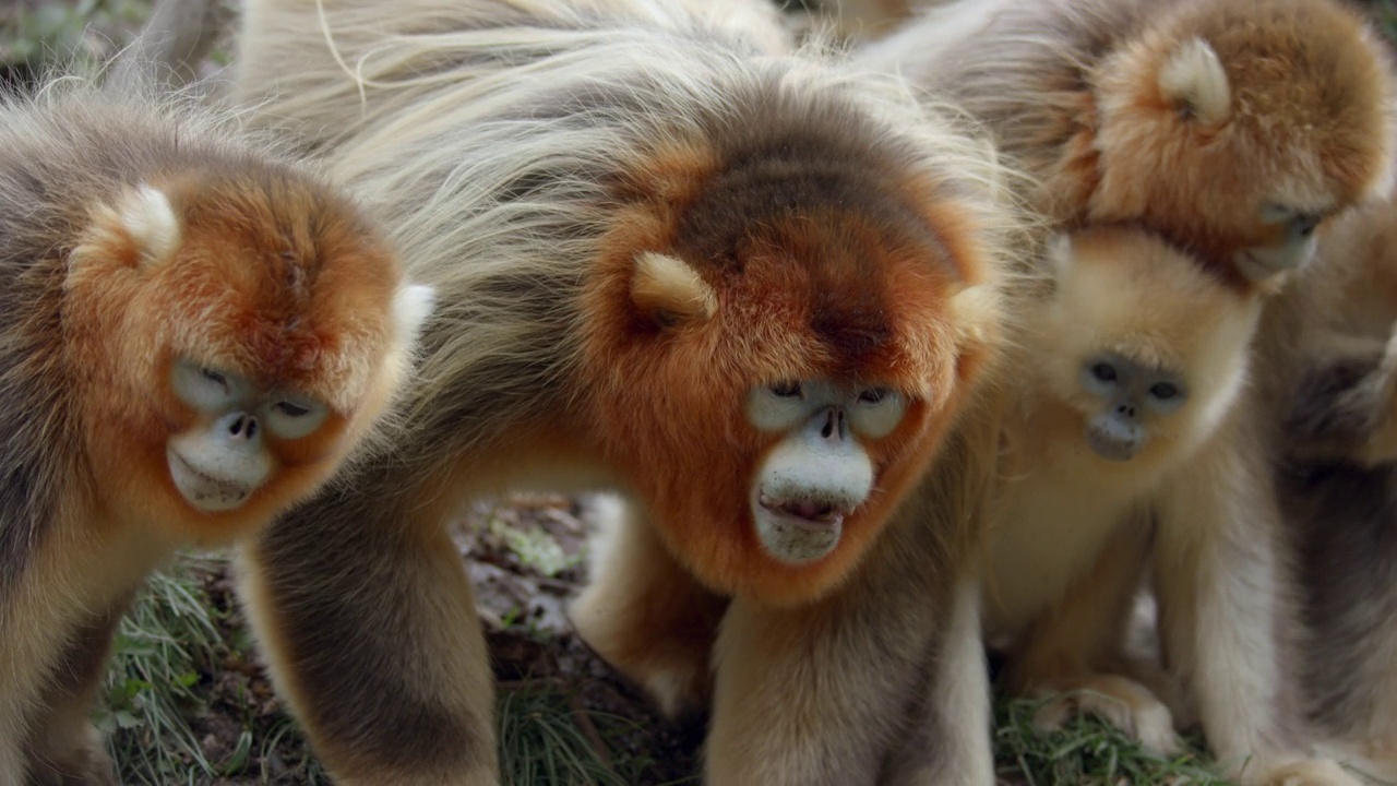 一群金丝猴在大自然中进食视频素材