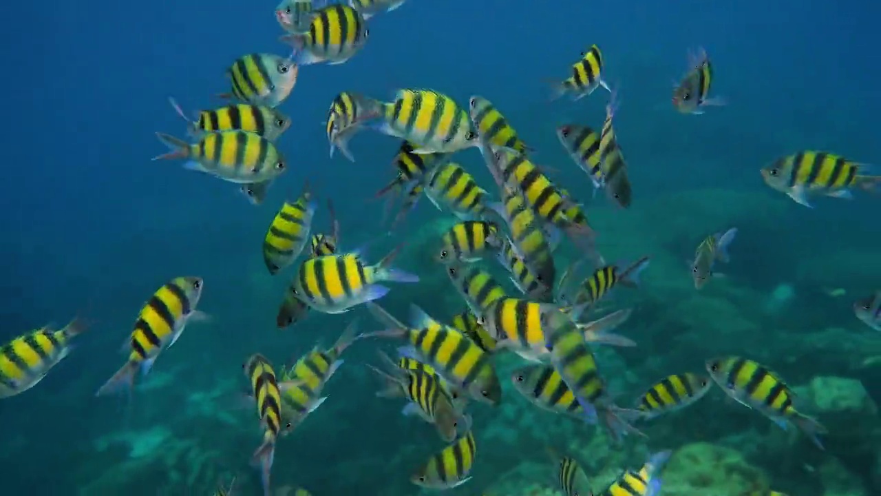 印太军士鱼在水下的海洋里游泳视频下载