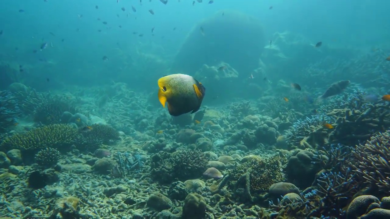蓝带天使鱼在水下的海洋中游泳视频下载